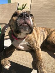 Lost Female Dog last seen Breckenridge near 220, Middleburg, FL 32068