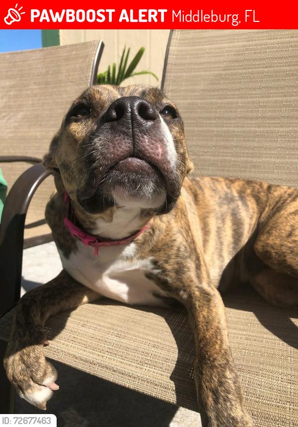 Lost Female Dog last seen Breckenridge near 220, Middleburg, FL 32068