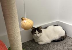 Lost Female Cat last seen Near Echelon Road, Voorhees Township, NJ 08043