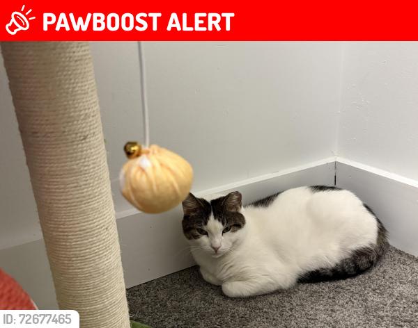 Lost Female Cat last seen Near Echelon Road, Voorhees Township, NJ 08043