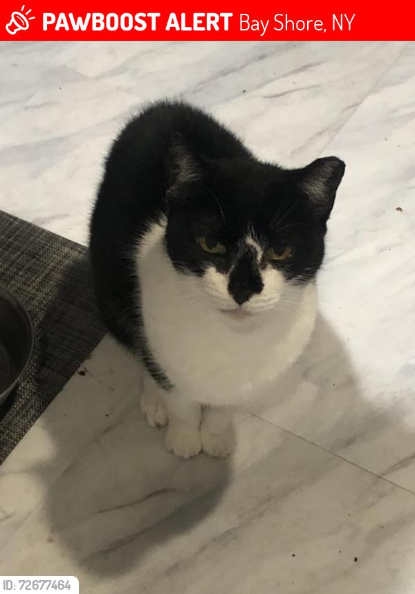 Lost Female Cat last seen Brentwood rd ,awixa ave , Saxon Ave , Bay Shore, NY 11706