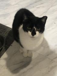 Lost Female Cat last seen Brentwood rd ,awixa ave , Saxon Ave , Bay Shore, NY 11706