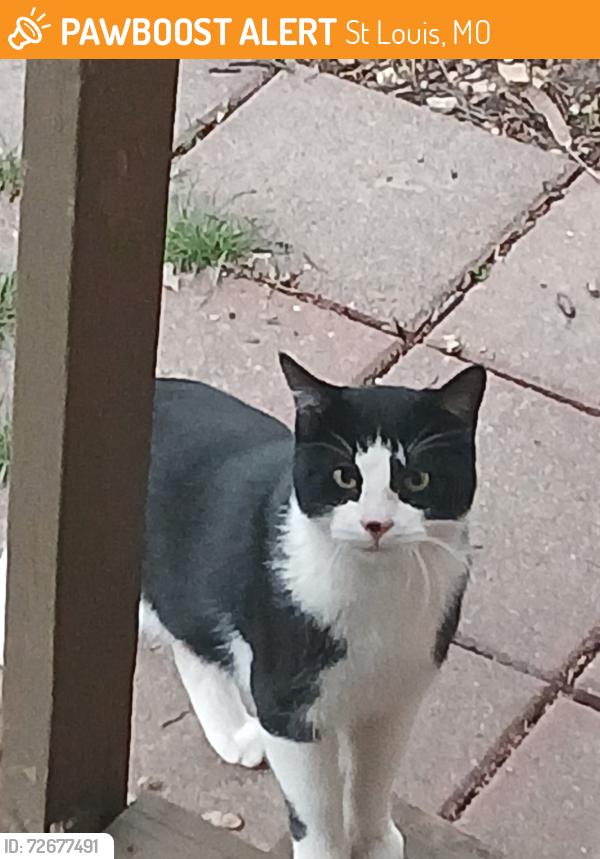 Found/Stray Unknown Cat last seen Heatherbrook Gardens apmts, St Louis, MO 63129