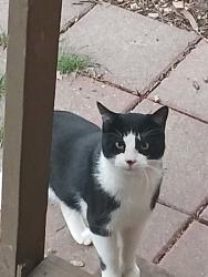 Found/Stray Unknown Cat last seen Heatherbrook Gardens apmts, St Louis, MO 63129