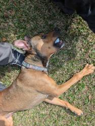 Found/Stray Male Dog last seen River Hills, Little River, SC 29566