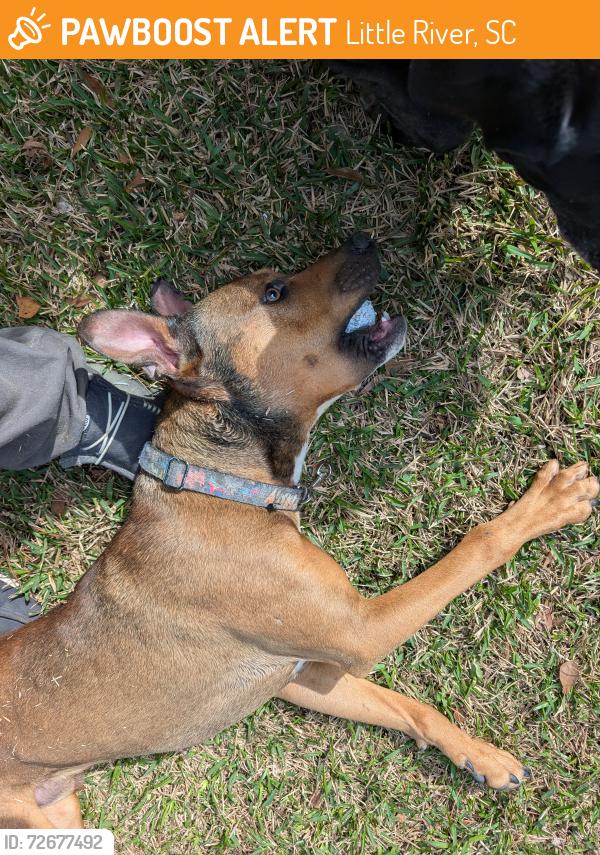 Found/Stray Male Dog last seen River Hills, Little River, SC 29566