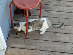 Found/Stray Unknown Cat last seen Merriam St, Chattanooga, TN 37405