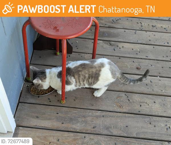 Found/Stray Unknown Cat last seen Merriam St, Chattanooga, TN 37405