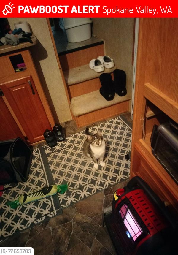 Lost Male Cat last seen Barker Rd and Sprague, Spokane Valley, WA 99016