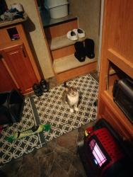 Lost Male Cat last seen Barker Rd and Sprague , Spokane Valley, WA 99016