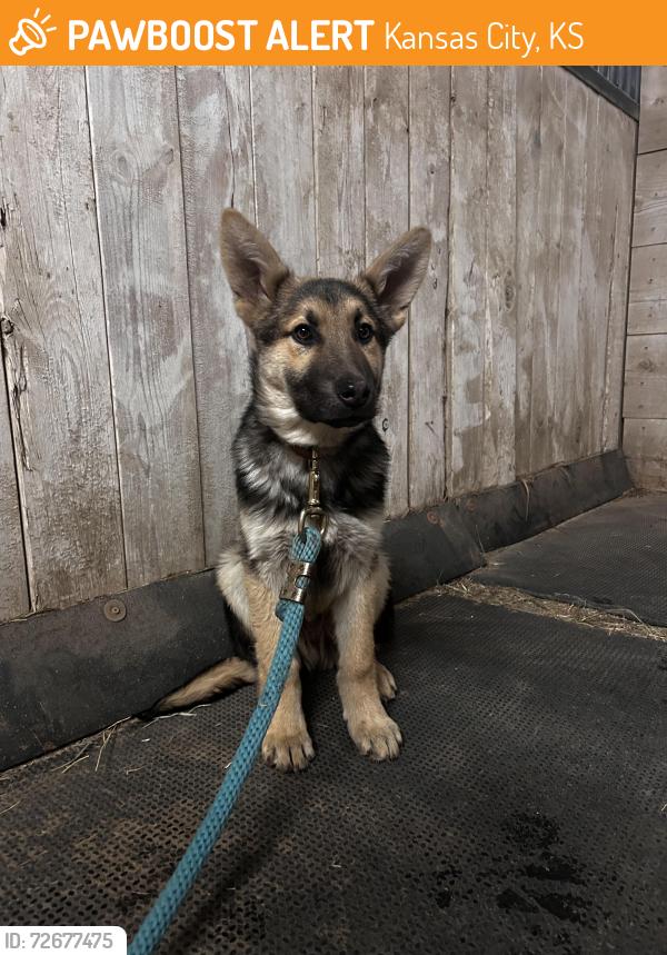 Found/Stray Male Dog last seen on N115th street and Donahoo , Kansas City, KS 66109