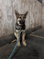 Found/Stray Male Dog last seen on N115th street and Donahoo , Kansas City, KS 66109