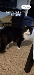 Lost Male Cat last seen Last seen in the ditch h by that property where he was lost at, Cleveland, TX 77327