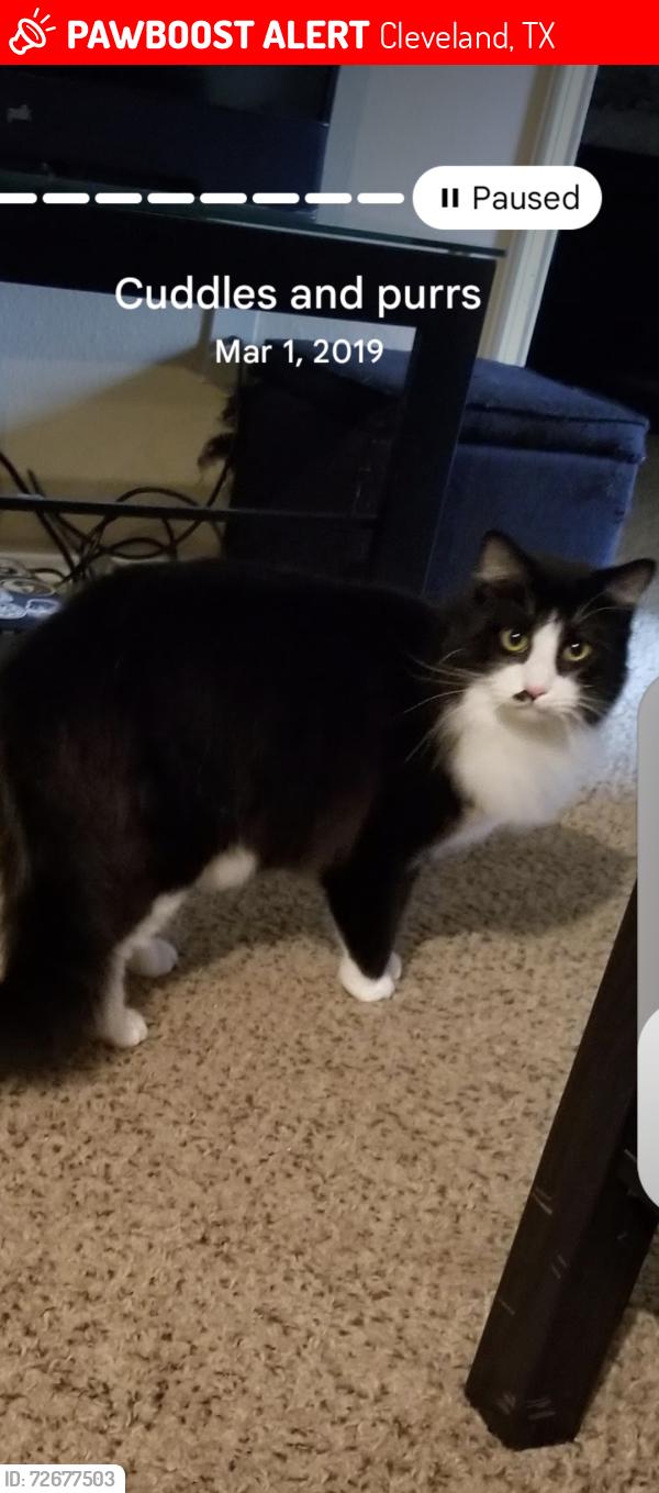 Lost Male Cat last seen Last seen in the ditch h by that property where he was lost at, Cleveland, TX 77327