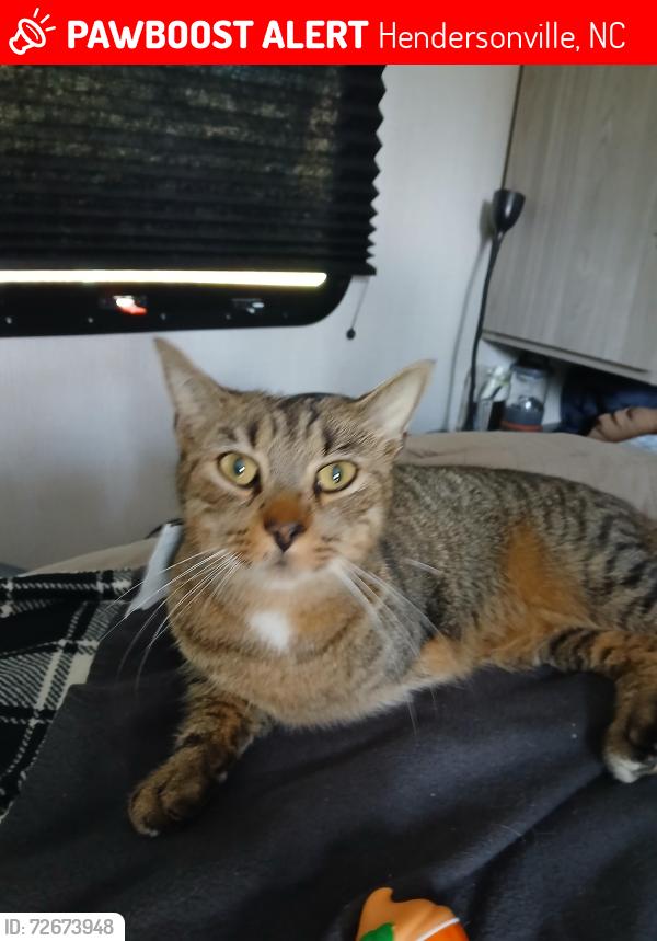Lost Male Cat last seen Dupont Park, Hendersonville, NC 28739