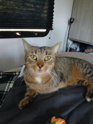 Lost Male Cat last seen Dupont Park, Hendersonville, NC 28739