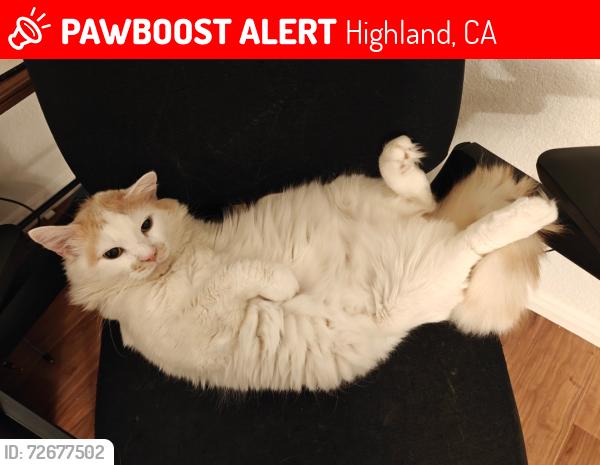 Lost Male Cat last seen Immanuel Baptist Church , Highland, CA 92346