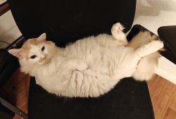 Lost Male Cat last seen Immanuel Baptist Church , Highland, CA 92346