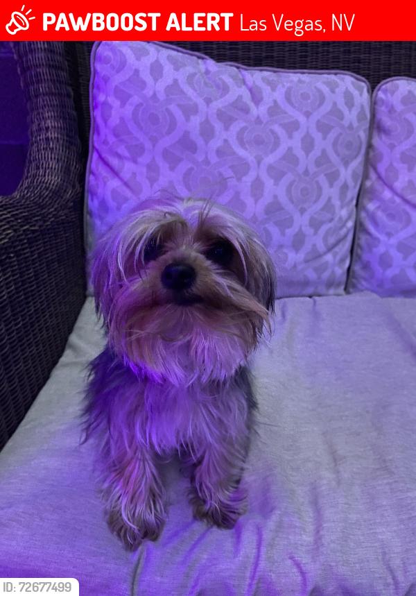 Lost Female Dog last seen Alta and lorenzi, Las Vegas, NV 89107