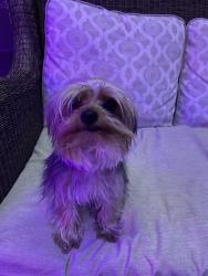 Lost Female Dog last seen Alta and lorenzi, Las Vegas, NV 89107