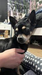 Found/Stray Male Dog last seen Illinois and Midland Dr, Midland, TX 79703