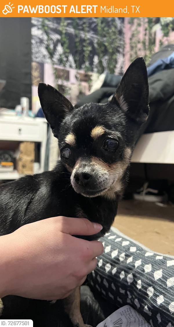 Found/Stray Male Dog last seen Illinois and Midland Dr, Midland, TX 79703