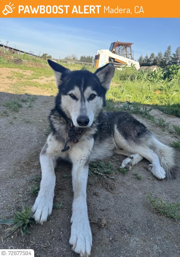 Found/Stray Male Dog last seen Ave 14 1/2 & Road 29, Madera, CA 93638