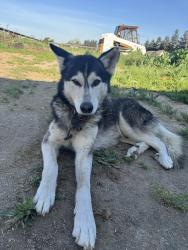 Found/Stray Male Dog last seen Ave 14 1/2 & Road 29, Madera, CA 93638