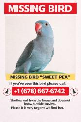 Lost Female Bird last seen Near old aqworth road dallas georgia, Dallas, GA 30132