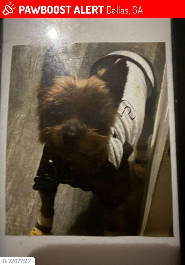 Lost Male Dog last seen Davis mill , Dallas, GA 30157