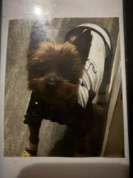Lost Male Dog last seen Davis mill , Dallas, GA 30157