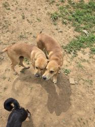 Lost Male Dog last seen Kansas and rancho drive riverside california, Riverside, CA 92507