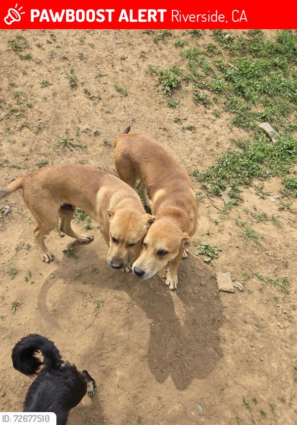 Lost Male Dog last seen Kansas and rancho drive riverside california, Riverside, CA 92507