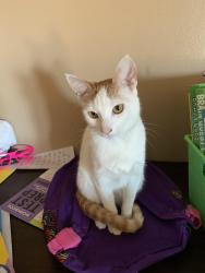 Lost Female Cat last seen Isabella  Balboa, El Paso, TX 79912