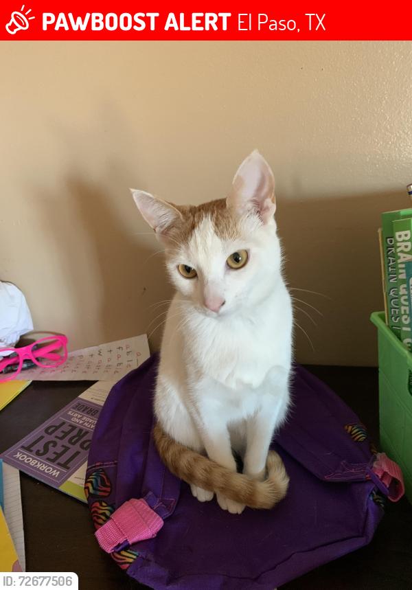 Lost Female Cat last seen Isabella  Balboa, El Paso, TX 79912