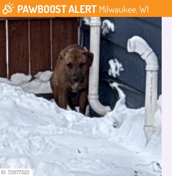 Found/Stray Unknown Dog last seen Near west 29th street, Milwaukee, WI 53215