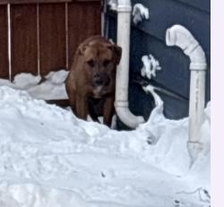 Found/Stray Unknown Dog last seen Near west 29th street, Milwaukee, WI 53215