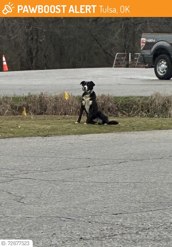 Found/Stray Male Dog last seen 81st st, Tulsa, OK 74127