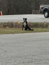 Found/Stray Male Dog last seen 81st st, Tulsa, OK 74127