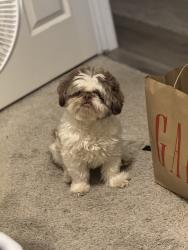 Lost Male Dog last seen Mountain Creek Pkwy, Dallas, TX 75249