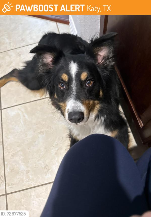 Found/Stray Male Dog last seen Near Tyler Park Lane, Katy, TX 77494
