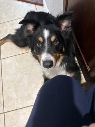Found/Stray Male Dog last seen Near Tyler Park Lane, Katy, TX 77494