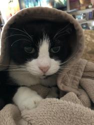 Lost Male Cat last seen Jonquil and tenth street, McAllen, TX 78501