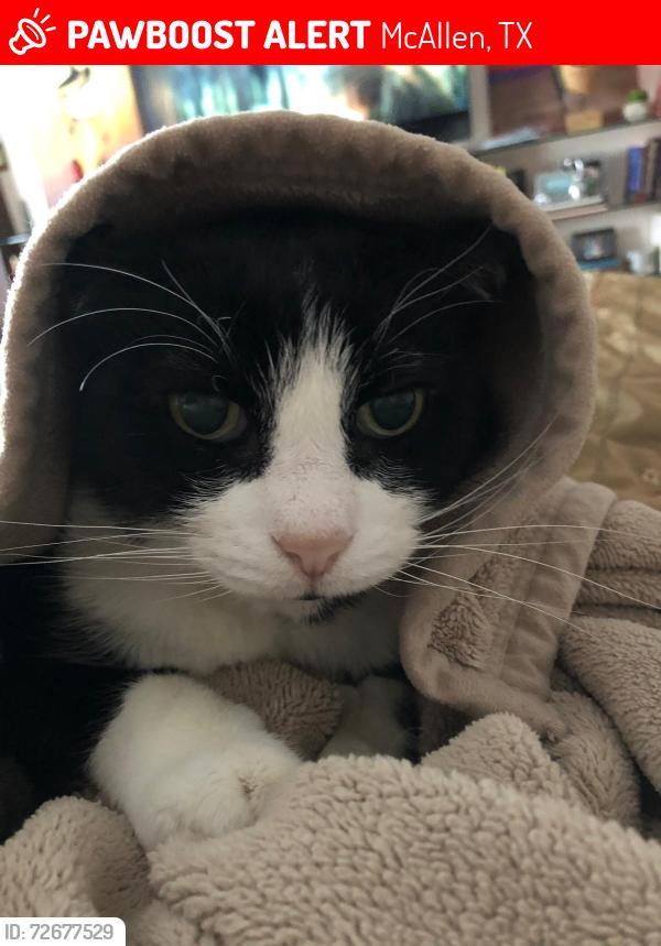 Lost Male Cat last seen Jonquil and tenth street, McAllen, TX 78501