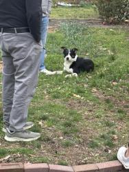 Found/Stray Unknown Dog last seen Walnut Grove and Goodlett, Memphis, TN 38111