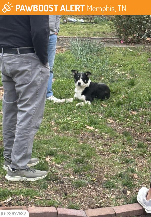 Found/Stray Unknown Dog last seen Walnut Grove and Goodlett, Memphis, TN 38111