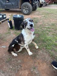 Found/Stray Female Dog last seen Pomona rd , Griffin, GA 30223