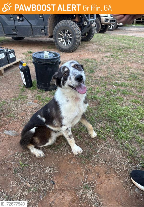 Found/Stray Female Dog last seen Pomona rd , Griffin, GA 30223