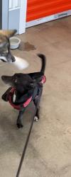 Lost Male Dog last seen Near Capital Ave Hartford 06106 Near The Fire &Ice Vegan Restaurant , Hartford, CT 06106