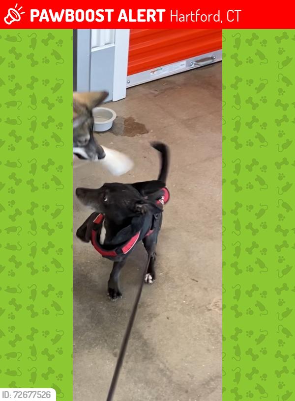 Lost Male Dog last seen Near Capital Ave Hartford 06106 Near The Fire &Ice Vegan Restaurant, Hartford, CT 06106